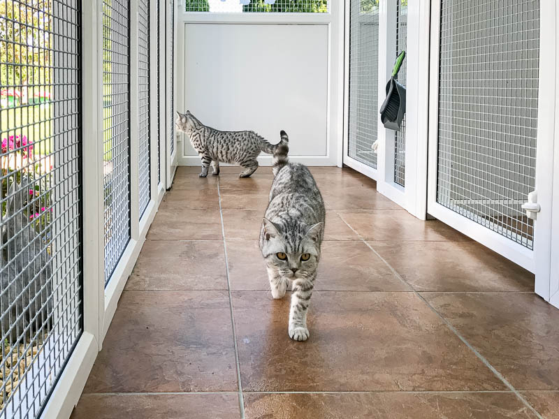 Old-Forge-Cattery-Sandy-Jon