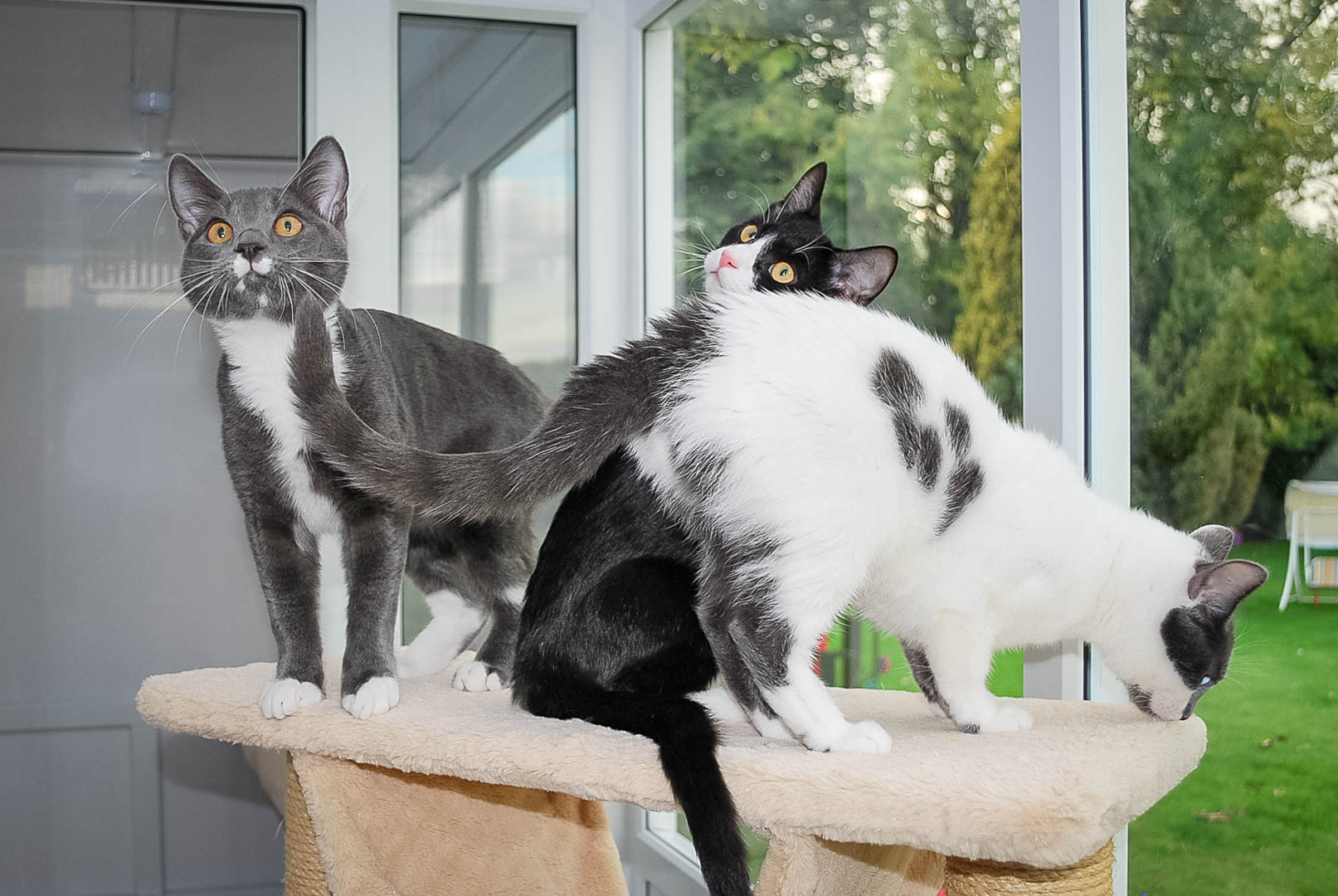 Old Forge Cattery Cats 8