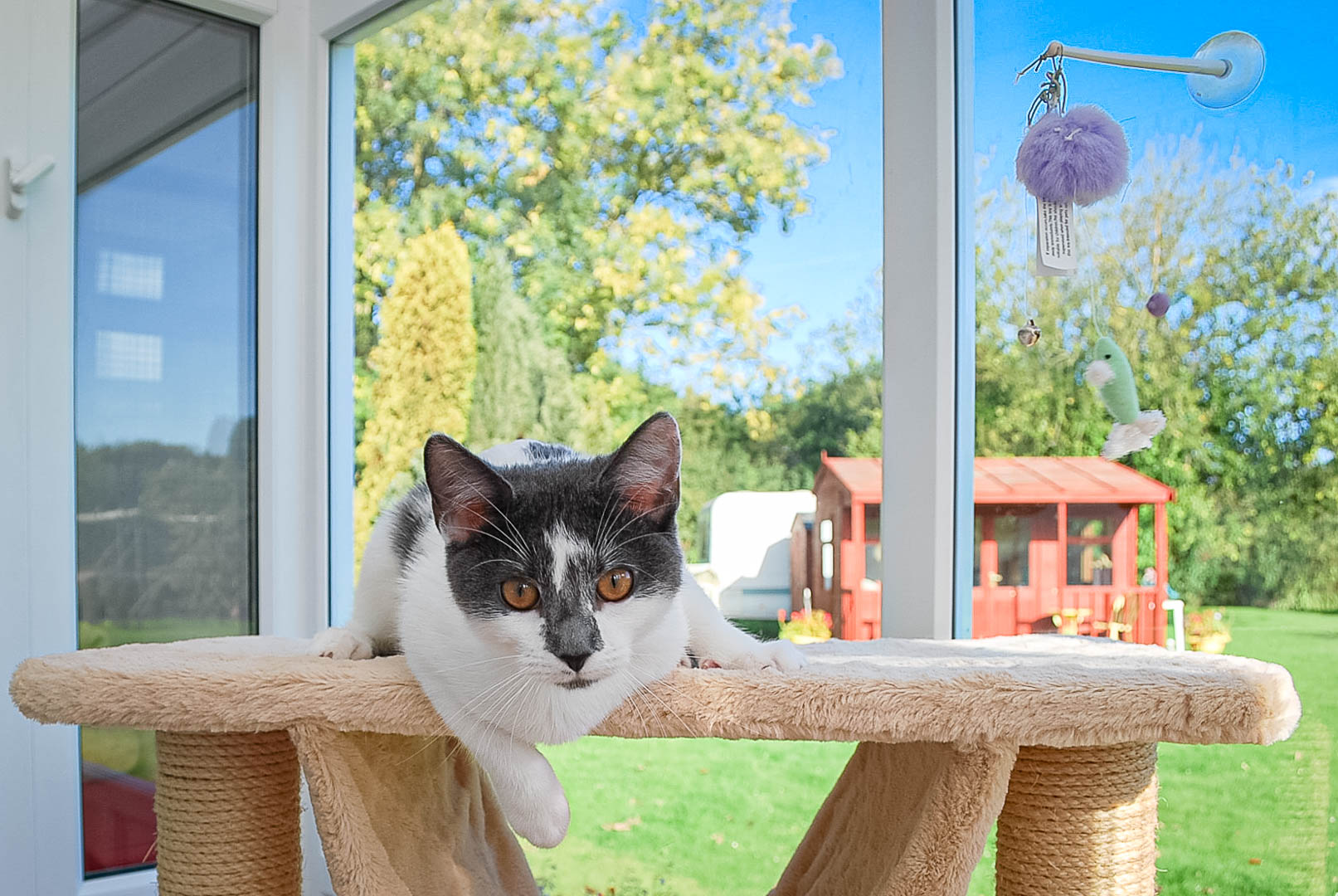 Old Forge Cattery Cats 9