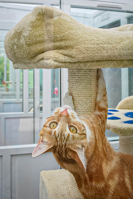 Old-Forge-Cattery-Sandy-Jon